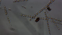 Coscinodiscophycidae