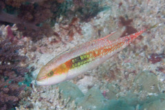 Oxycheilinus bimaculatus