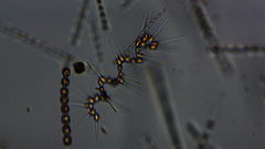 Asterionellopsis glacialis