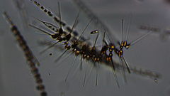 Asterionellopsis glacialis