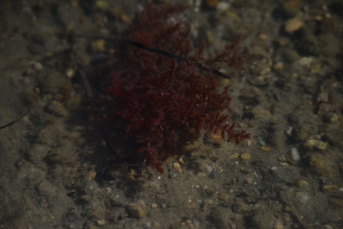 Chenille Weed (Dasya pedicellata)