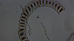 Eucampia