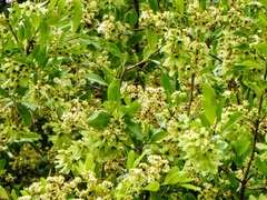 Cordia americana