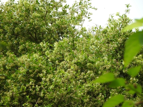 Cordia americana, photograph 1