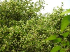 Cordia americana, photograph Cecilia Fer Díaz, CC BY, iNaturalist via GBIF
