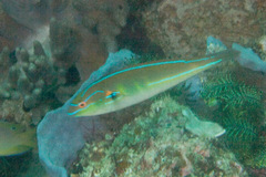 Stethojulis interrupta