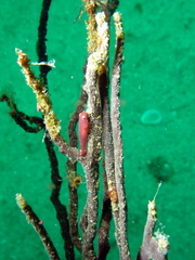 Cochleoceps orientalis