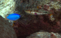 Halichoeres miniatus