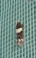 Recurvaria leucatella