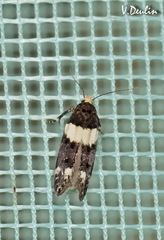 Recurvaria leucatella