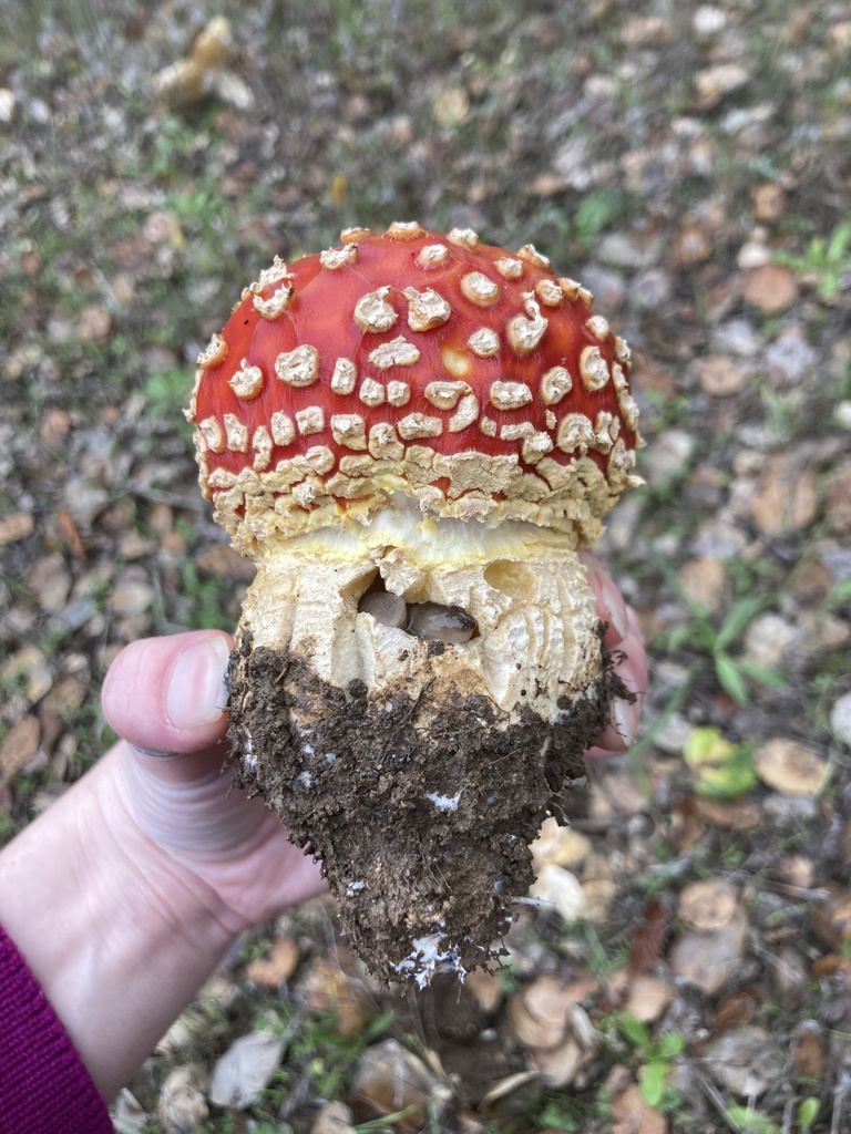 Amanita muscaria flavivolvata · November 2025 · photo: © scheim (iNaturalist, cc-by-nc)
