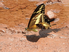 Papilio ornythion ornythion