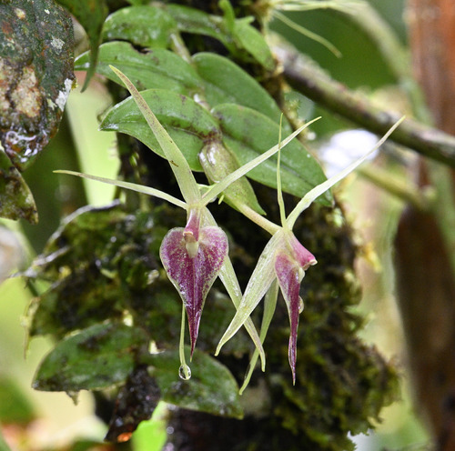 Epidendrum escobarianum Garay 2