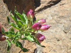 Alstroemeria violacea
