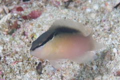 Pseudochromis perspicillatus