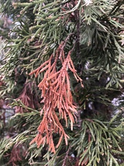 Pestalotiopsis funerea