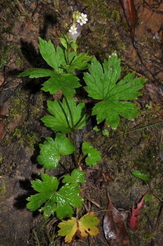 Allegheny Brookfoam (Boykinia aconitifolia)