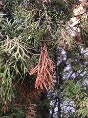 Pestalotiopsis funerea