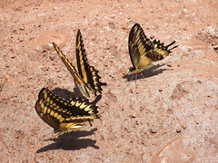 Heraclides ornythion