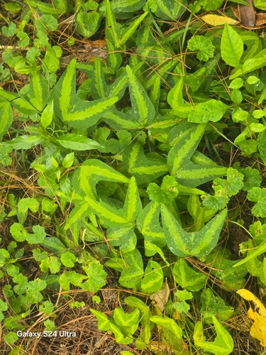 Passiflora apetala