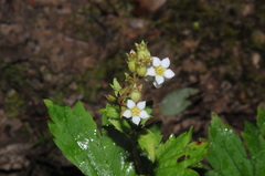 Boykinia aconitifolia, photograph (c) Brian Finzel, some rights reserved (CC BY-SA)
