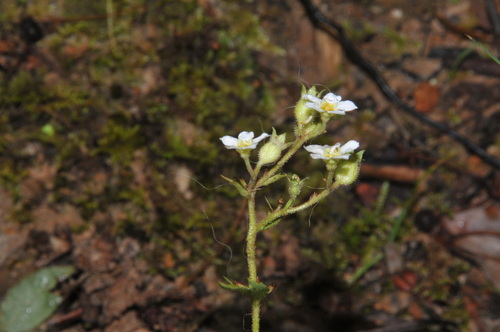 Boykinia aconitifolia, photograph 5