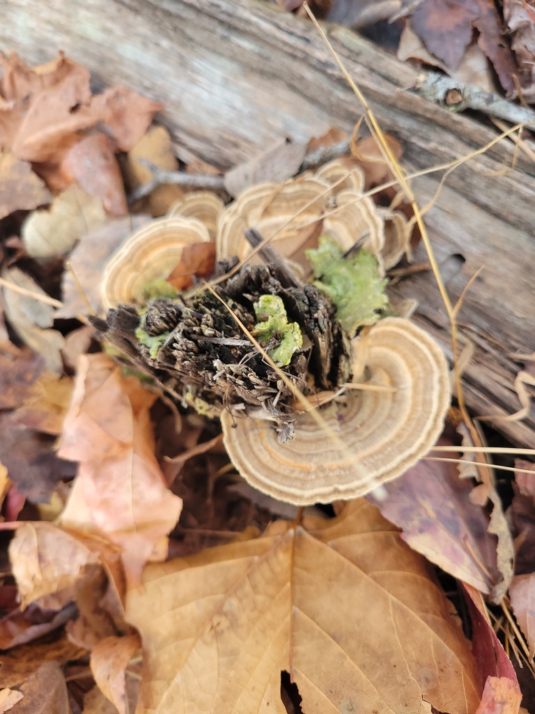 Trametes betulina