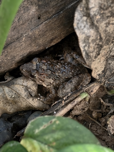 Busuanga Wart Frog, Limnonectes acanthi