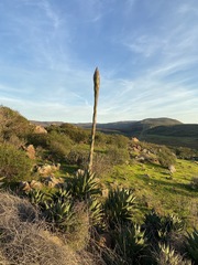 Agave shawii shawii