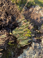 Dudleya attenuata