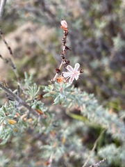 Eriogonum wrightii dentatum