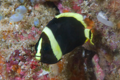 Black-Velvet Angelfish photo 4