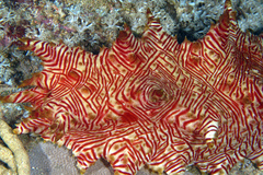 Thelenota rubralineata