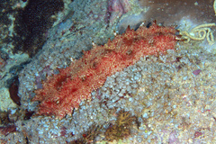 Thelenota rubralineata