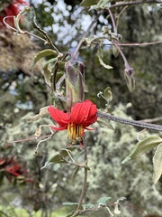 (c) Nicolás Baresch Uribe, some rights reserved (CC BY) Mutisia clematis, photograph (c) Nicolás Baresch Uribe, some rights reserved (CC BY)