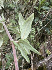 Mutisia clematis, photograph (c) Nicolás Baresch Uribe, some rights reserved (CC BY)