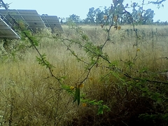 Vachellia farnesiana