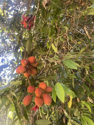 Xylopia maccreae, 2025-11-22