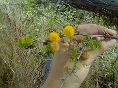 Vachellia farnesiana