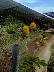 Vachellia farnesiana