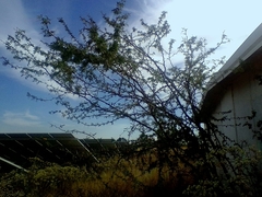 Vachellia farnesiana