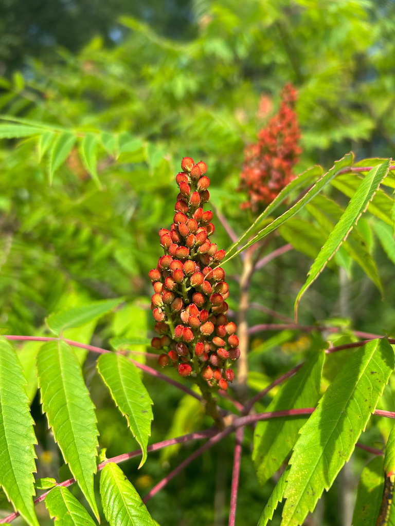 smooth sumac from Glenallan Ave, Silver Spring, MD, US on July 13, 2025 ...