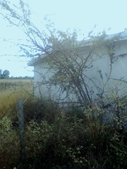 Vachellia farnesiana