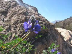 Dalea azurea