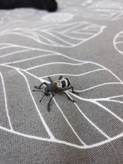 Aegorhinus phaleratus