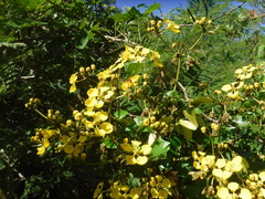 Stigmaphyllon angulosum