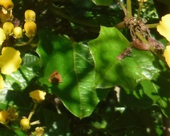 Stigmaphyllon angulosum