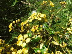 Stigmaphyllon angulosum