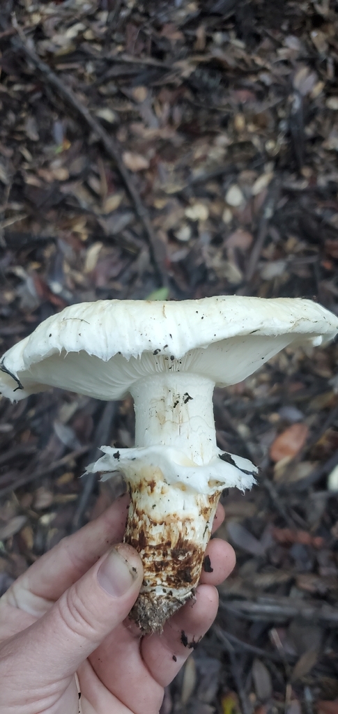 Tricholoma murrillianum