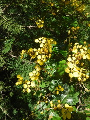 Stigmaphyllon angulosum